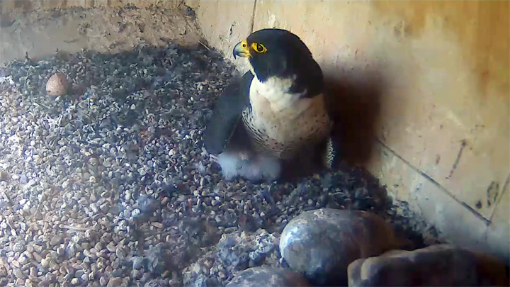 Webcam over the peregrine falcon nest, Orange