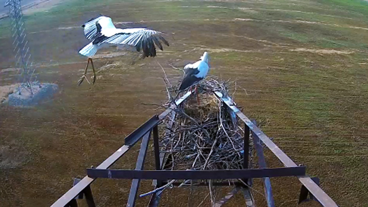 Webcam at the nest of the Far Eastern storks