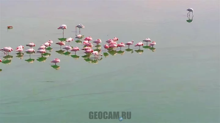 Kamfers Dam Flamingos PTZ Webcam, South Africa