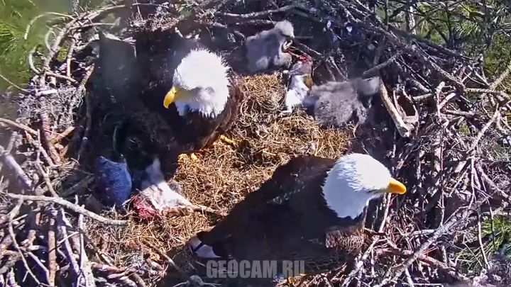 Webcam over a bald eagle's nest in Florida
