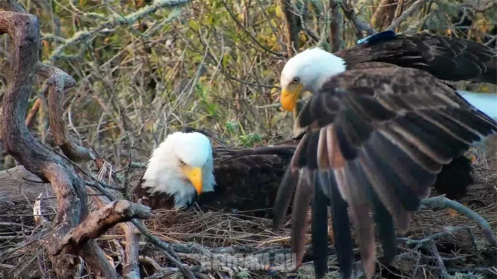 Webcam at the Bald Eagle's Nest, Fraser Point, Santa Cruz Island