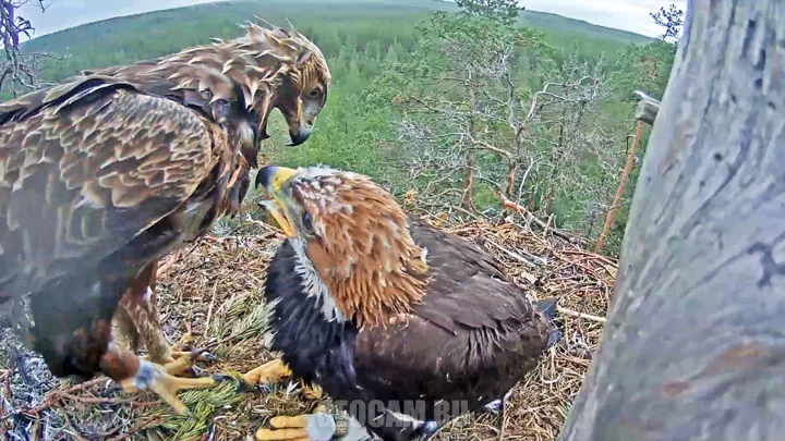 Webcam at the Golden agle nest, Finland