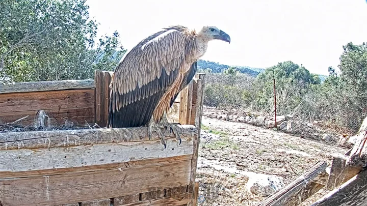 Webcam at the griffon vulture nest, Israel