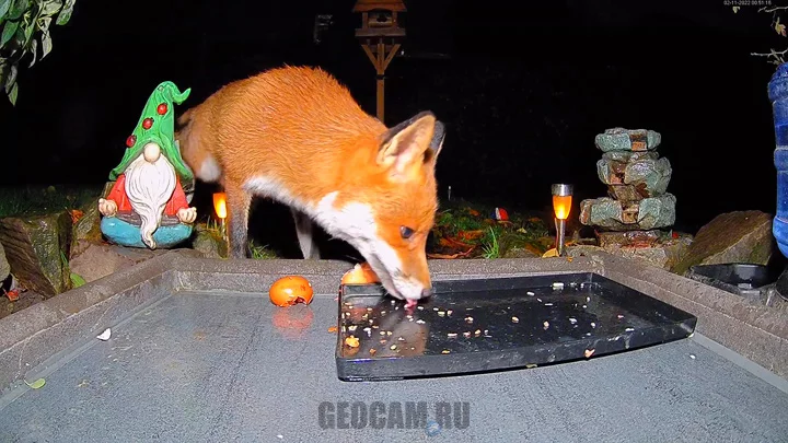 Webcam at ground feeder for birds and animals, Sheffield