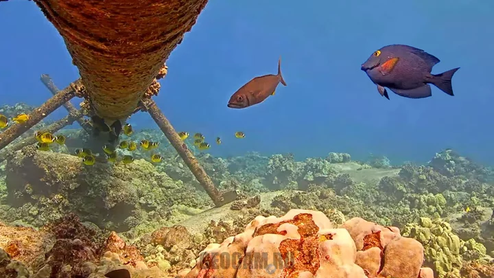 Поворотная подводная веб-камера у острова Гавайи