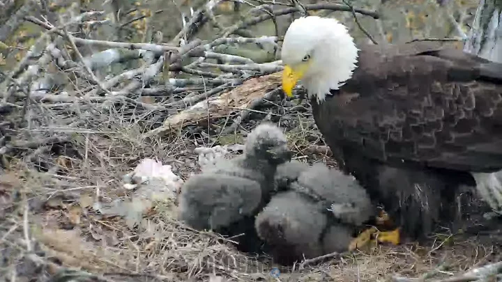Bald Eagles Nest Webcam, Pittsburgh, PA