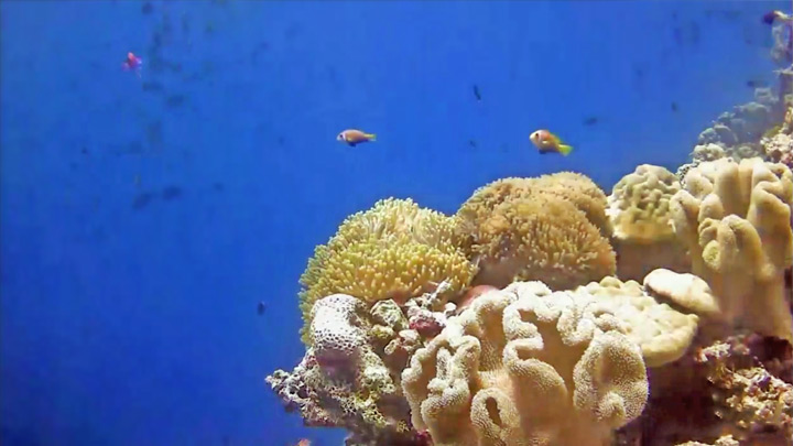 Underwater webcam on the reef of Helengeli island: Coral reef