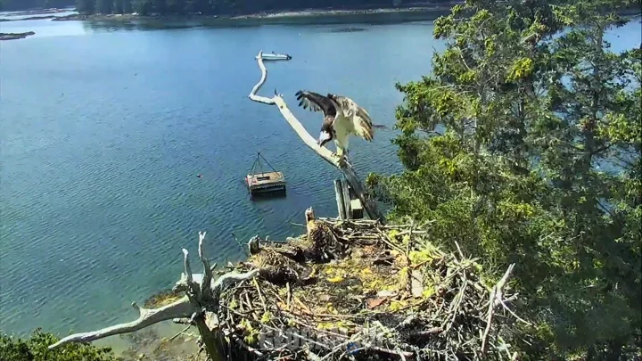 Webcam at the Osprey Nest on Hog Island