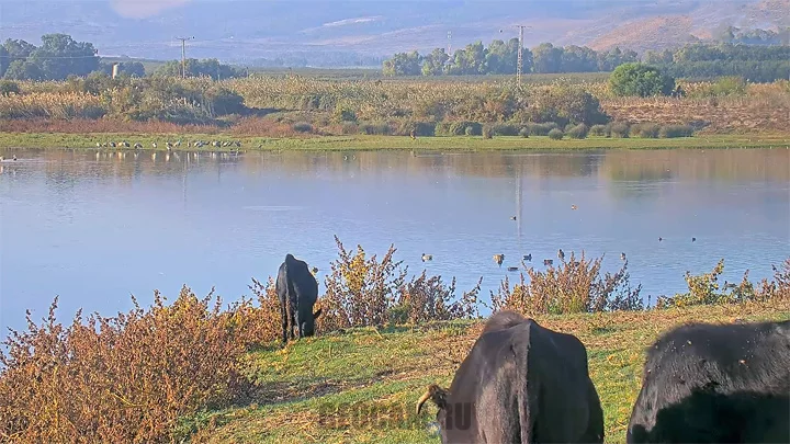 PTZ webcam on Lake Hula, Israel