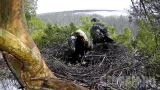 Webcam at the nest of eastern imperial eagles, Sviyaga basin (Ulyanovsk Oblast, Russia)