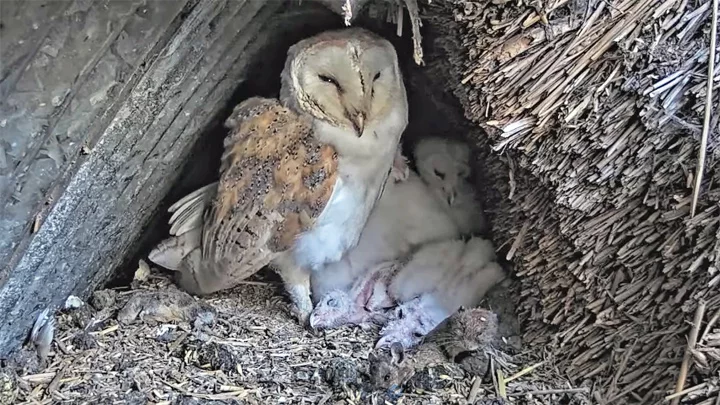 Webcam in the barn owl nest in Duhallow, Ireland