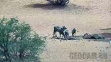 Веб-камера на водопое в пустыне Калахари, Намибия