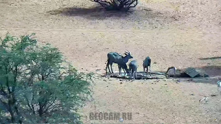Webcam at a watering hole in the Kalahari Desert, Namibia