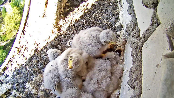 Webcam at the kestrel falcon's nest, Brest city