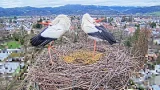 Webcam at a stork nest in the municipality of Kirchzarten, Germany (Kirchzarten, Germany)