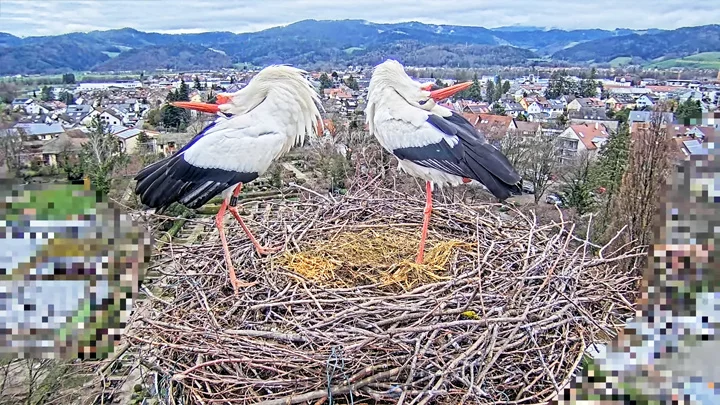 Webcam at a stork nest in the municipality of Kirchzarten, Germany