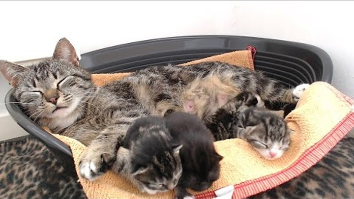 Кошкин Дом онлайн: Кошка с котятами