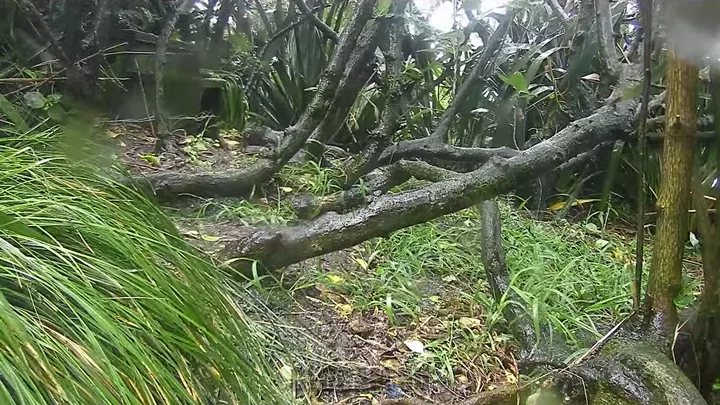 Outdoor webcam at the little penguin's nest