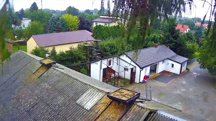 Webcam in the rehabilitation center for storks in Kozubschina village