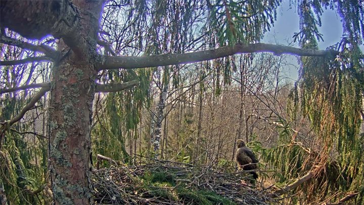 Webcam at the nest of the Lesser Spotted Eagle, Latvia