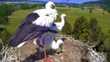 Webcam at the storks nest, Lindheim, Germany (Altenstadt, Germany)