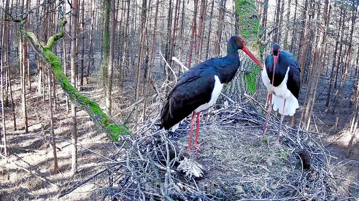 Webcam at the nest of black storks, Lodz Voivodeship