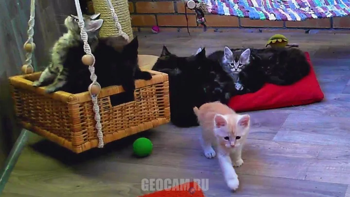 Котята мейн-кун онлайн: Котята мейн-кун питомника «Lovitven»