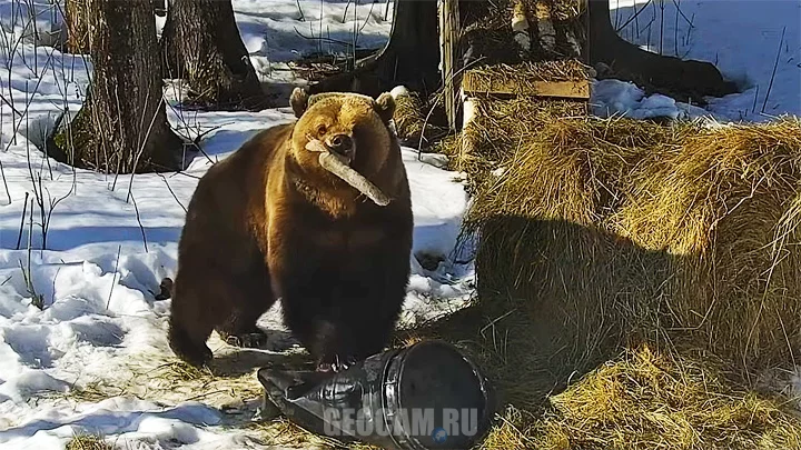 PTZ webcam of Mansur bear