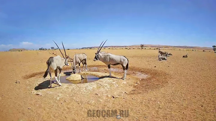 Webcam at a watering hole in the Namib Desert, Namibia