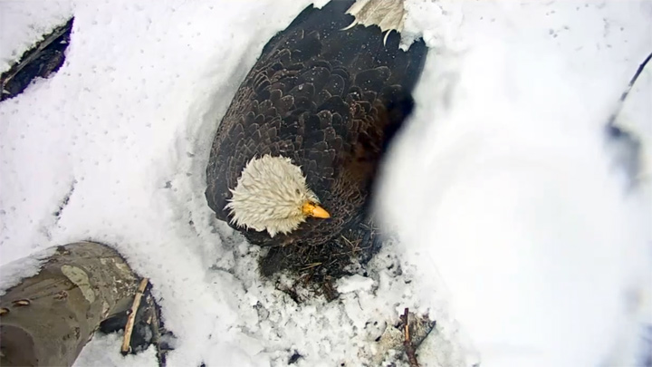Webcam over the Bald Eagles Nest, South Bend, Indiana