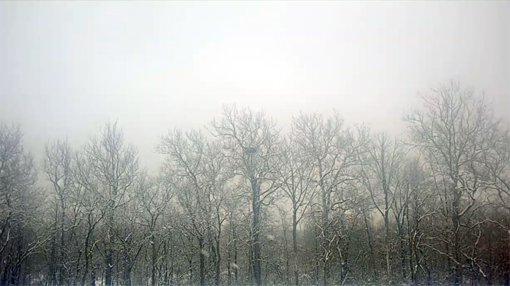 Bald Eagles Nest Webcam, South Bend, Indiana