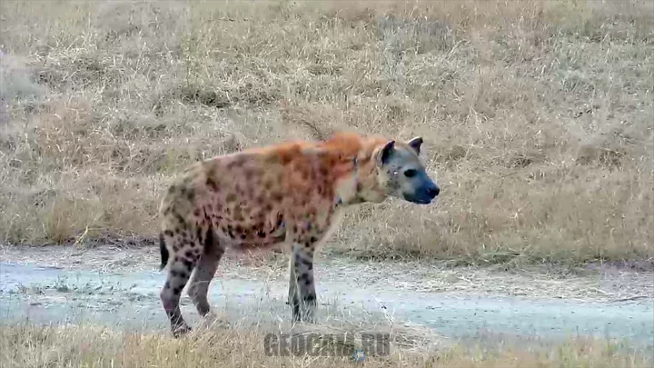 Nkorho Pan Webcam