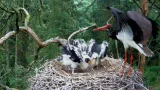 Webcam at the nest of black storks, Notecka Forest, Poland (Greater Poland Voivodeship, Poland)