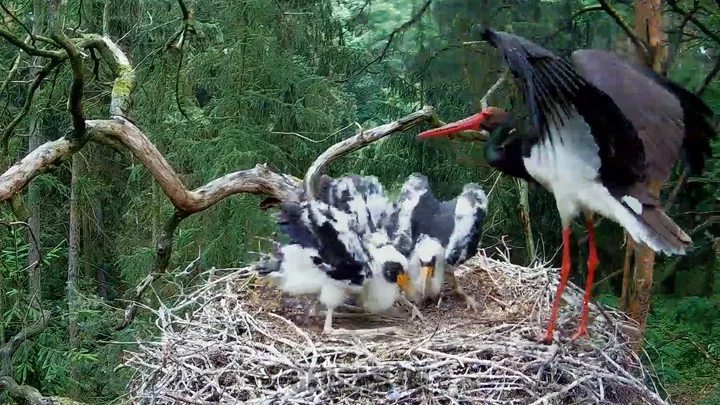 Webcam at the nest of black storks, Notecka Forest, Poland