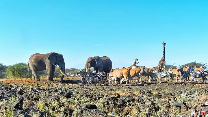 Webcam at ol Donyo Lodge, Kenya