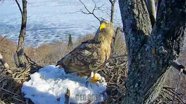 Webcam at the nest of the eastern imperial eagle in the National Park «Nizhnyaya Kama»: Webcam at the nest of the white-tailed eagle in the National Park «Nizhnyaya Kama»