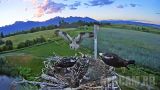 Osprey Nest Webcam