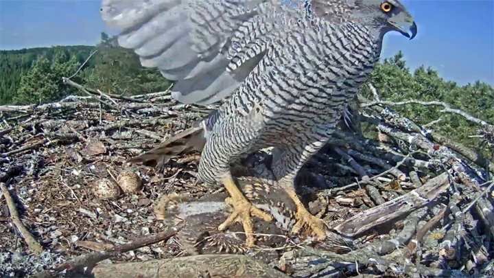 Webcam at osprey nest: A hawk abducts an osprey chick from a nest. June 18, 2020
