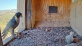 Peregrine falcon nest webcam, Orange (Orange, Australia)
