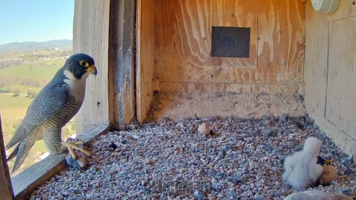 baby peregrine falcon in nest