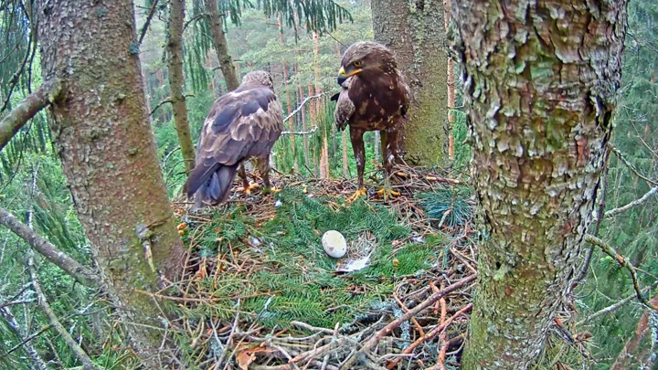 Webcam near the spotted eagle's nest, central Latvia