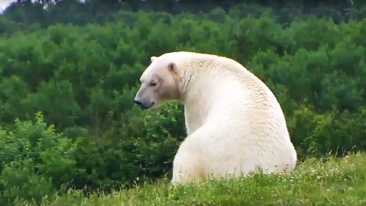 Webcam in the aviary of polar bears in Denmark: Polar bear