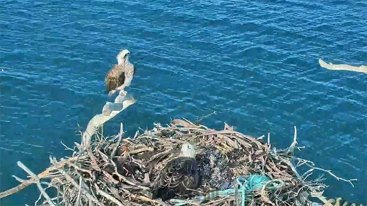 osprey webcams 2021