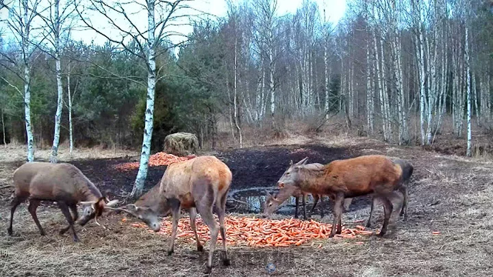 Веб-камера у кормушки для благородных оленей: Благородные олени