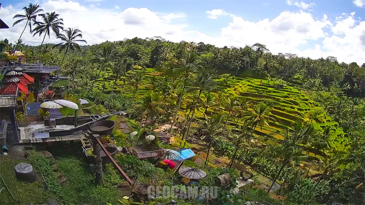 Webcam at Rice Terrace Cafe, Tegallalang, Bali
