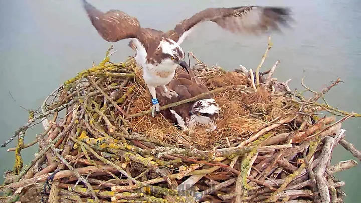 osprey webcams 2021