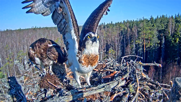 Webcam in osprey nest in Estonia: Osprey flew in, 2019