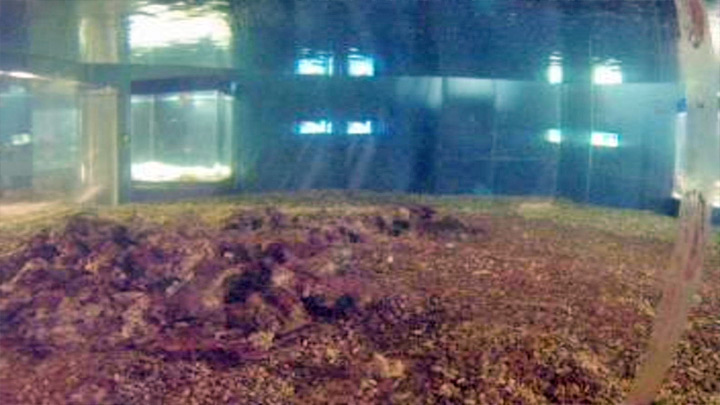 Aquarium with sharks