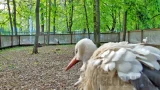 Webcam at the stork enclosure, Ornitarium, Sokolniki Park