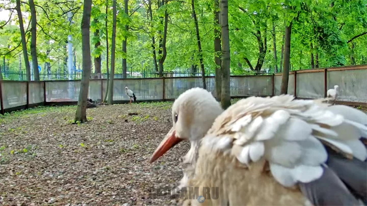 Webcam at the stork enclosure, Ornitarium, Sokolniki Park